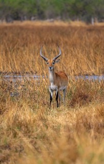 Letschwe or lychee moor antelope (Kobus leche), adult male, Xakanaxa, Okavango Delta, Moremi Game