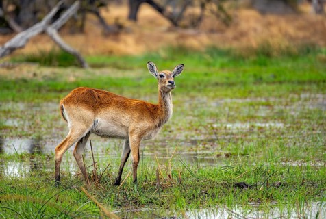 Letschwe or lychee moor antelope (Kobus leche), on the lakeshore, Xakanaxa, Okavango Delta, Moremi