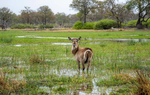 Elliptic waterbuck (Kobus ellipsipiprymnus), standing in shallow water, Okavango Delta, Moremi Game