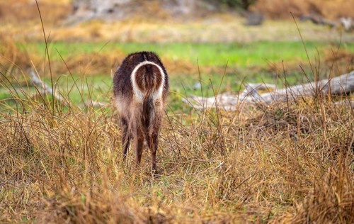 Elliptic waterbuck (Kobus ellipsipiprymnus), in the grass from behind, Okavango Delta, Moremi Game