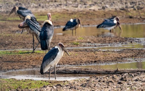 Marabou (Leptoptilos crumenifer), group standing at the water's edge, Xakanaxa, Okavango Delta,