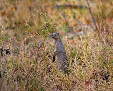 Zebra mongoose (Mungos mungo) standing upright, Xakanaxa, Okavango Delta, Moremi Game Reserve,