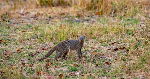 Zebra mongoose (Mungos mungo), Xakanaxa, Okavango Delta, Moremi Game Reserve, Botswana