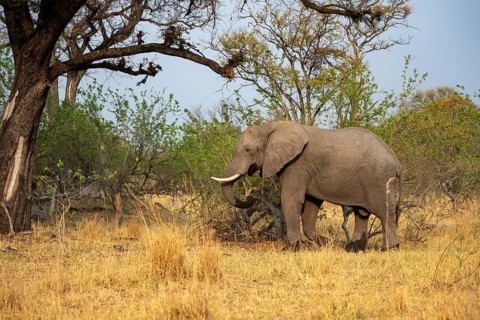 Elephant (Loxodonta africana) in dry grass, bull, Xakanaxa, Moremi Game Reserve, Botswana