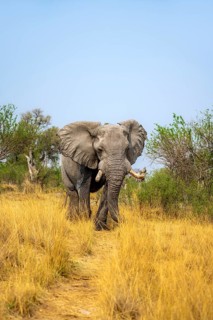 Elephant (Loxodonta africana) in dry grass, bull, Xakanaxa, Moremi Game Reserve, Botswana