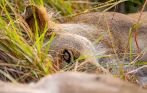 Lioness (Panthera Leo) lying in the grass, animal portrait, Xakanaxa, Moremi Game Reserve, Botswana