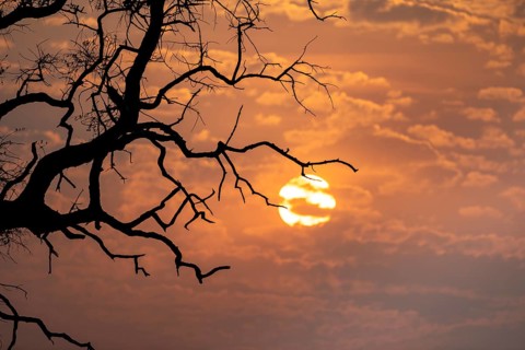 Silhouette, branches of a tree in front of sunset, Okavango Delta, Moremi Game Reserve, Botswana