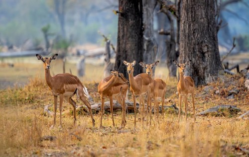 Impala (Aepyceros melampus) small herd with females, Xakanaxa, Okavango Delta, Moremi Game Reserve,