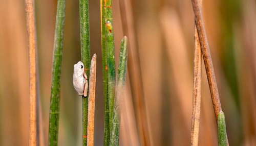 Marble reed frog (Hyperolius marmoratus), white frog sitting on a papyrus, Xakanaxa Lagoon,