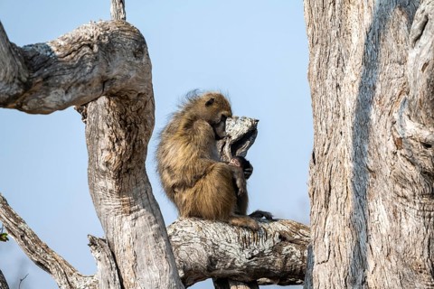 Bear baboon (Papio ursinus) sitting on a branch, Okavango Delta, Moremi Game Reserve, Botswana