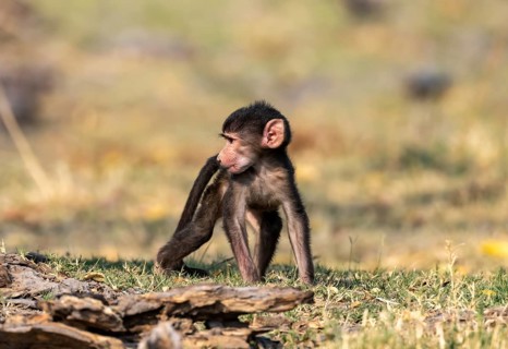Bear baboon (Papio ursinus) young, Okavango Delta, Moremi Game Reserve, Botswana