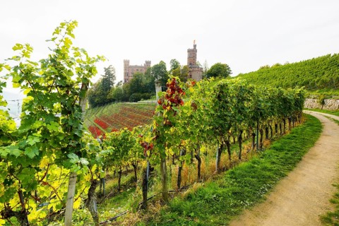Castle and autumnal vineyards, Ortenberg Castle, Ortenberg, Kinzigtal, Ortenau, Black Forest,