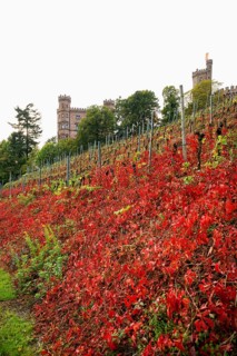 Castle and autumnal vineyards, Ortenberg Castle, Ortenberg, Kinzigtal, Ortenau, Black Forest,