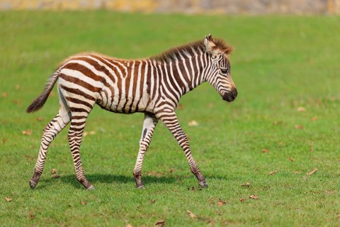 A Grant's zebra foal (Equus quagga boehmi) runs across a green meadow on a sunny day. East Africa