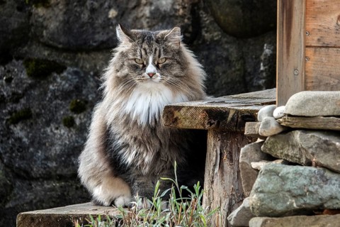 Norwegian forest cat, Bavaria, Germany