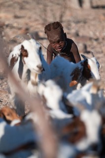 Himba child herding goats, traditional Himba village, Kaokoveld, Kunene, Namibia
