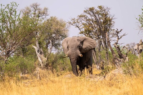 Elephant (Loxodonta africana) in dry grass, bull, Xakanaxa, Moremi Game Reserve, Botswana