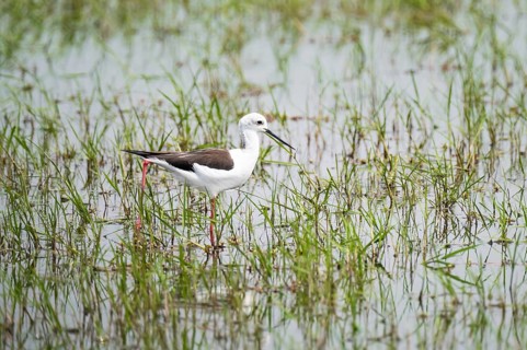 Black-winged Stilt (Himantopus himantopus), Xakanaxa, Okavango Delta, Moremi Game Reserve, Botswana