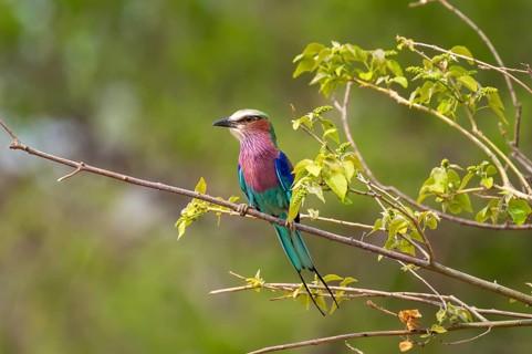 Forked Roller (Coracias caudatus), Xakanaxa, Okavango Delta, Moremi Game Reserve, Botswana