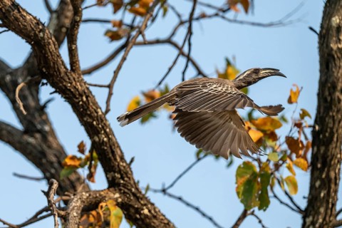 Grey Hornbill (Lophoceros nasutus, synonym: Tockus nasutus), also known as White-crested Hornbill,