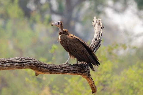 Black-capped vulture (Necrsoyrtes monachus) sitting on a branch, Xakanaxa, Okavango Delta, Moremi