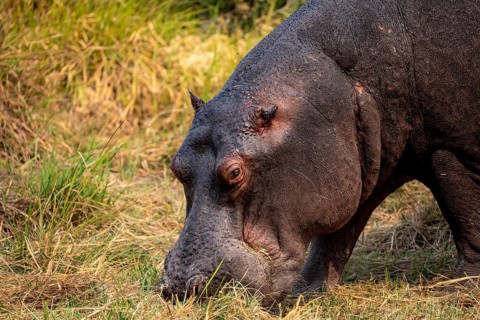 Hippopotamus (Hippopatamus amphibius), grazing in a meadow, animal portrait, Okavango Delta, Moremi