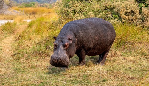 Hippopotamus (Hippopatamus amphibius), grazing in a meadow, Okavango Delta, Moremi Game Reserve,