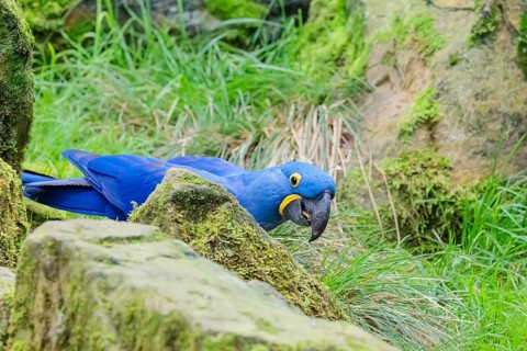 A hyacinth macaw (Anodorhynchus hyacinthinus) sits on a rock lying on a green meadow. Central and