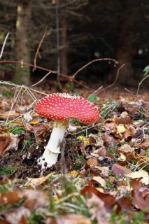 Red fly agaric (Amanita muscaria), fruiting body, in autumn leaves, dark background, close-up,