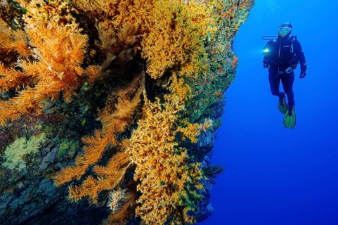 Diver looking at steep rock face of lava rock reef with colony of Macaronesian encrusting anemone