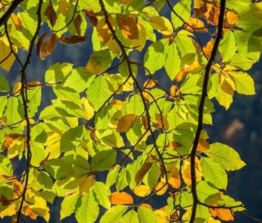 Autumn-colored leaves at Leopoldsteinersee, Eisenerz, Styria, Austria