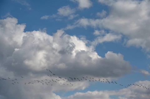 Wild geese (Anser anser) flying in formation under rain clouds (Nimbostratus) at the Darß,