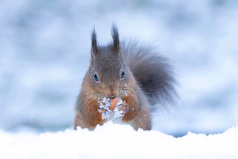 Red squirrel (Sciurus vulgaris) adult animal feeding on a hazel nut in snow in winter, England,