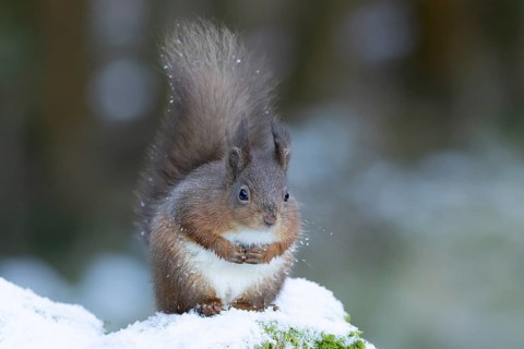 Red squirrel (Sciurus vulgaris) adult animal on a snow covered stone wall in winter, England,