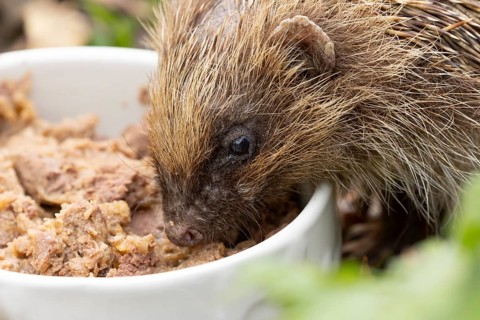 European hedgehog (Erinaceus europaeus) adult animal feeding on food from a bowl in a garden,