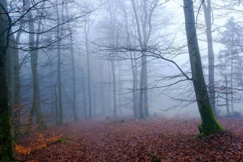 Winterberg, Sauerland, North Rhine-Westphalia, Germany - cloud forest on the Sweden-Steig W1 hiking