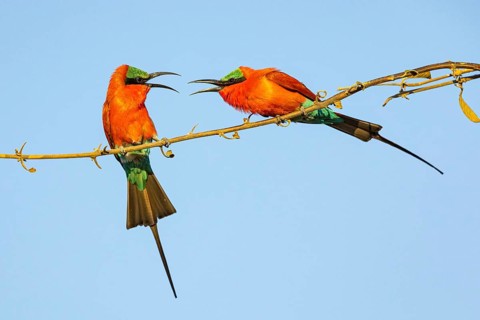 Carmine Bee-eater (Merops nubicus) Courtship behavier South Luangwa NP Zambia August