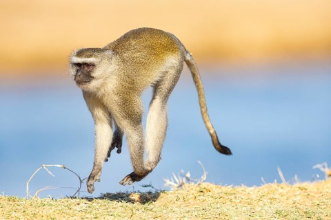Vervet Monkey (Cercopithecus aethiops) South Luangwa NP Zambia August