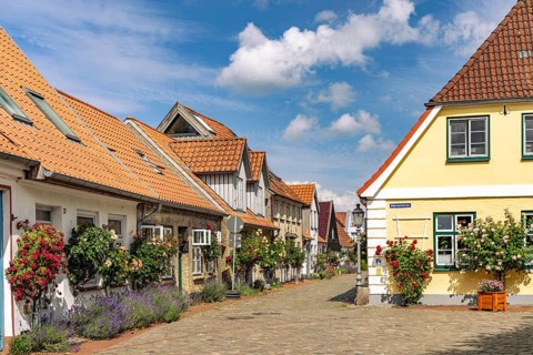 Colourful rose bushes in the historic fishing settlement of Holm, city of Schleswig,
