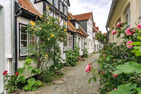 Alley with rose bushes in the old town of Eckernförde, Schleswig-Holstein, Germany