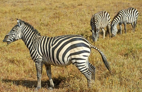 Steppe zebra (Equus quagga) in the Ngorongoro Crater, Tanzania, Africa, June 2000, vintage, retro,