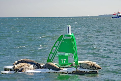Three seals rest on a buoy in the sea, surrounded by water and distance, Firth of Forth, Edinburgh,