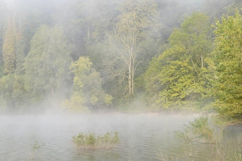 Hennesee, rising clouds of fog in front of the deciduous forest near the shore, Hennetalsperre,