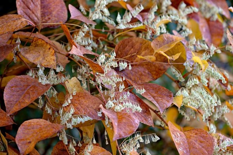 Reynoutria japonica (Fallopia japonica) in autumn with winged fruit, North Rhine-Westphalia,