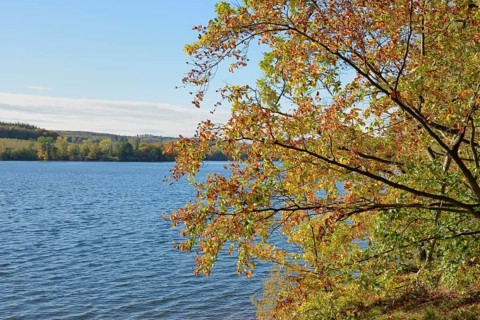 Deciduous trees with autumn leaves on the banks of Lake Möhnesee, Möhnetalsperre, North