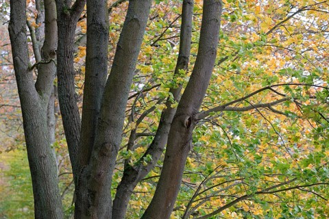 Deciduous trees, maple (Acer), branches with autumn leaves in strong wind, Möhnesee,
