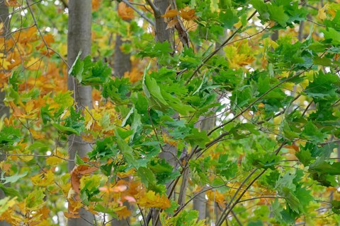Red oak (Quercus rubra), branches with autumn leaves in strong wind, Möhnesee, Möhnetalsperre,