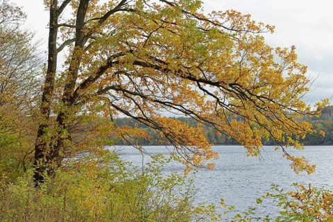 Deciduous trees, oak (Quercus) with autumn leaves on the lakeshore, overcast sky, Möhnesee,