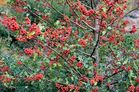 European holly (Ilex aquifolium), branches with red fruits, female plant, North Rhine-Westphalia,
