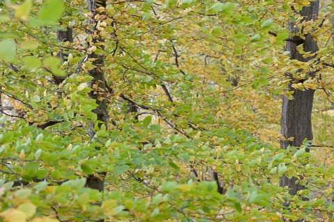 Deciduous trees, hornbeam (Carpinus betulus), branches with autumn leaves in strong wind, Möhnesee,